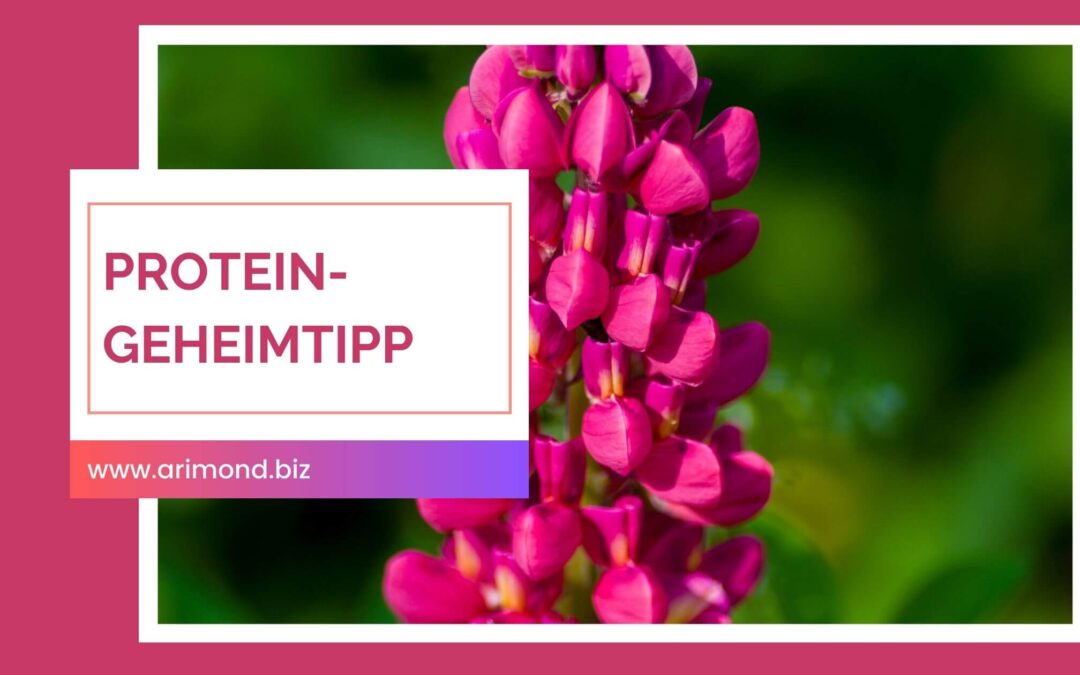 Geheimtipp! Süßlupine – basisches Protein